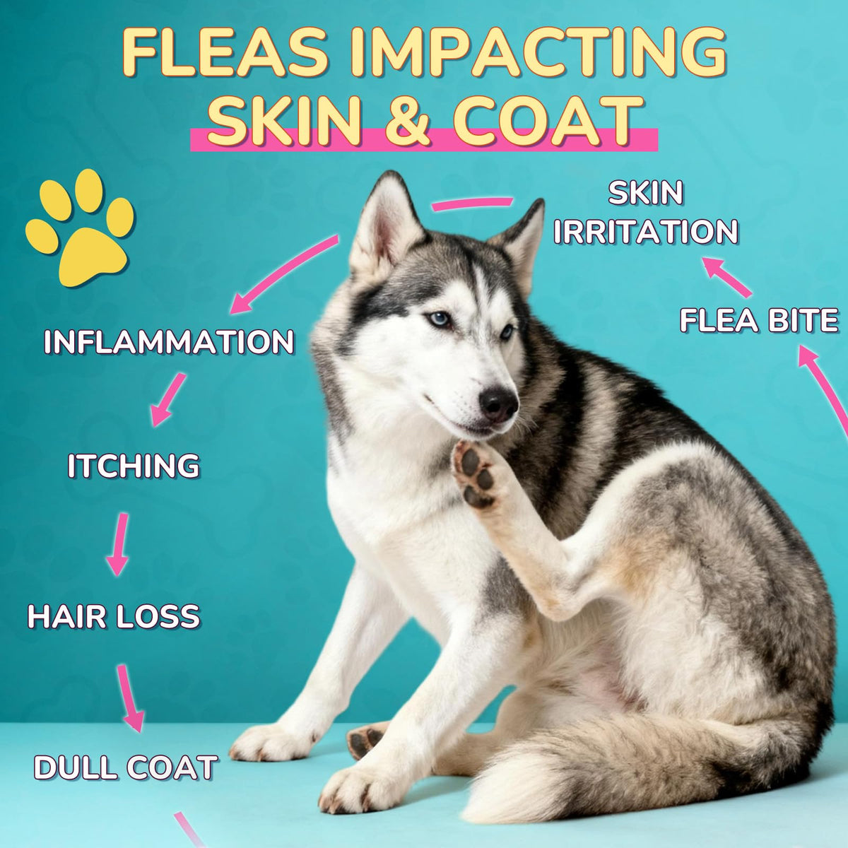 Flea and Tick Prevention for Dogs & Cats V2871