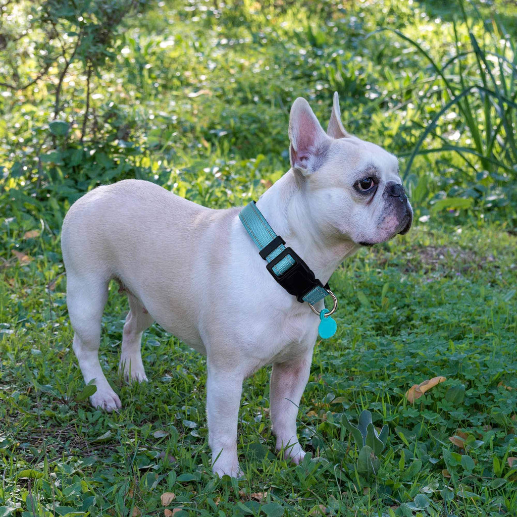 Reflective Padded Dog Collar with Neoprene, Medium, Turquoise A594499