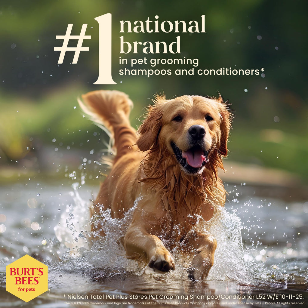 Hypoallergenic Dog Shampoo Shea Butter Honey 16 Fl Oz I91857