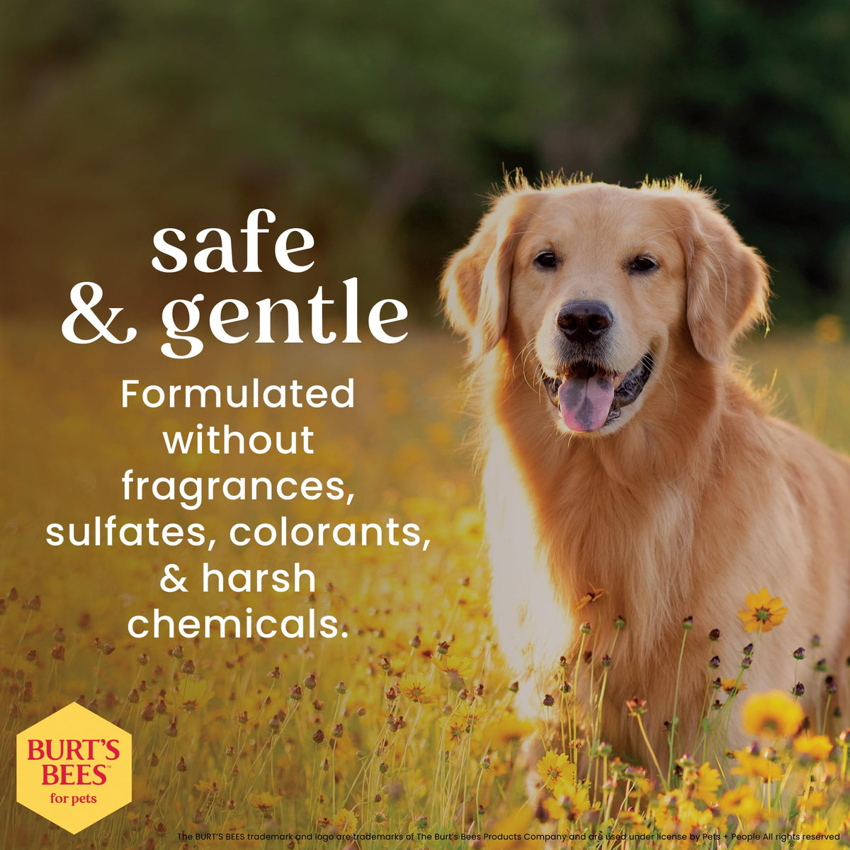 Hypoallergenic Dog Shampoo Shea Butter Honey 16 Fl Oz I91857