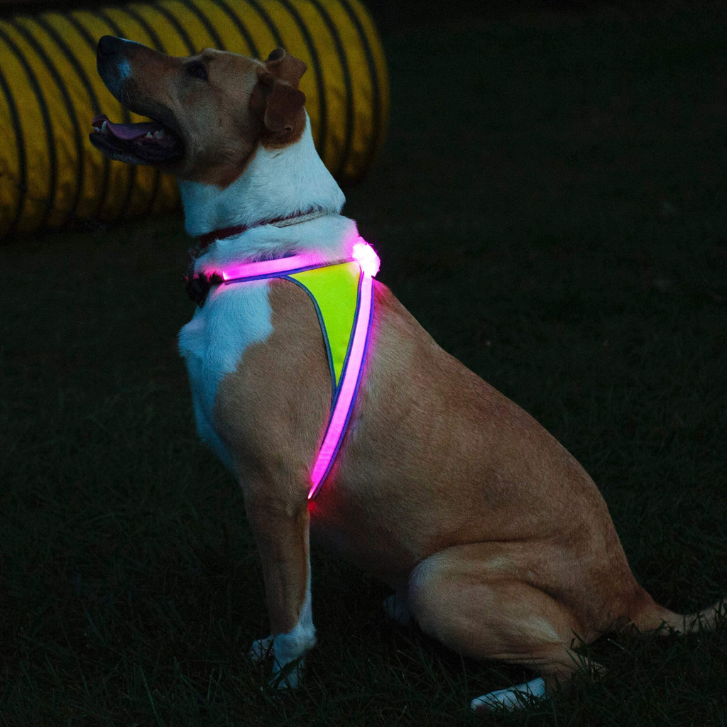 Reflective Light Up Dog Harness Large D5268